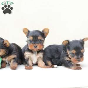 Birdie, Yorkie Puppy