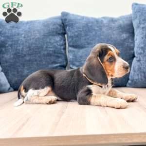 Daisy, Beagle Puppy