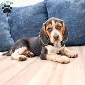 Daisy, Beagle Puppy