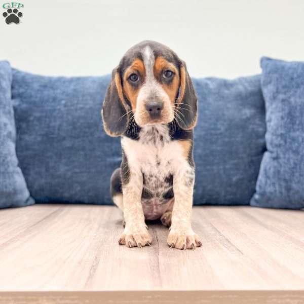 Daisy, Beagle Puppy
