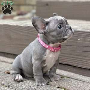 Tessa, French Bulldog Puppy
