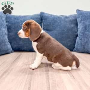 Daffodil, Beagle Puppy