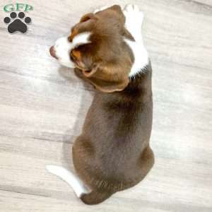 Daffodil, Beagle Puppy