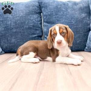 Daffodil, Beagle Puppy