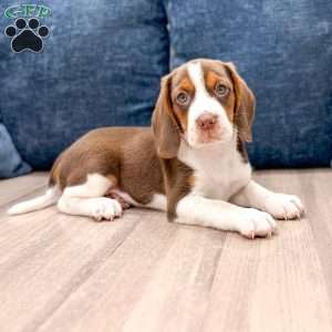 Daffodil, Beagle Puppy