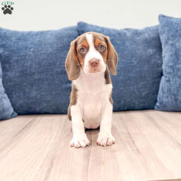 Daffodil, Beagle Puppy
