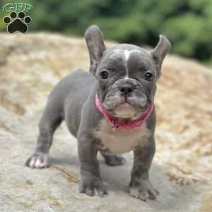 Tessa, French Bulldog Puppy