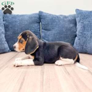 Diamond, Beagle Puppy