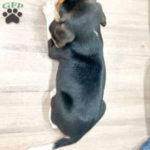 Diamond, Beagle Puppy