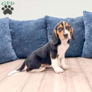 Diamond, Beagle Puppy