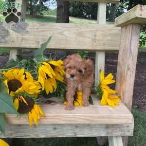Bubbles, Cavapoo Puppy