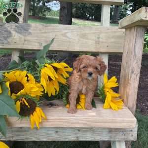 Bubbles, Cavapoo Puppy