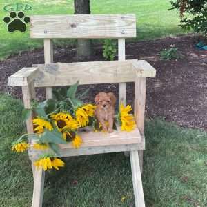 Bubbles, Cavapoo Puppy