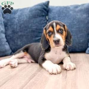 Diamond, Beagle Puppy