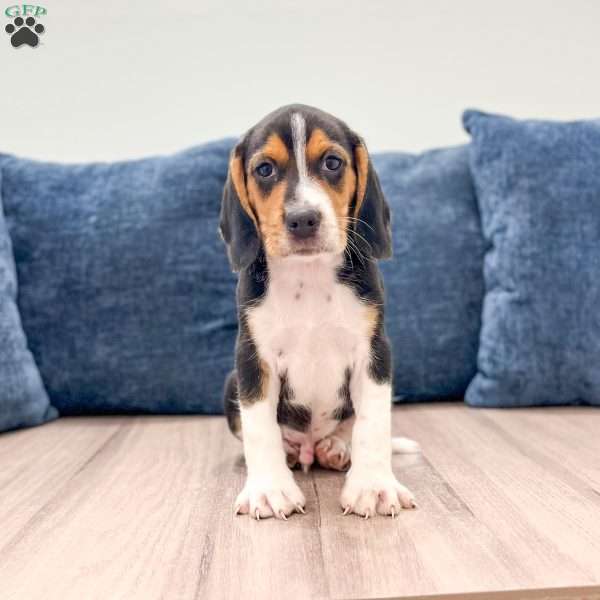 Diamond, Beagle Puppy