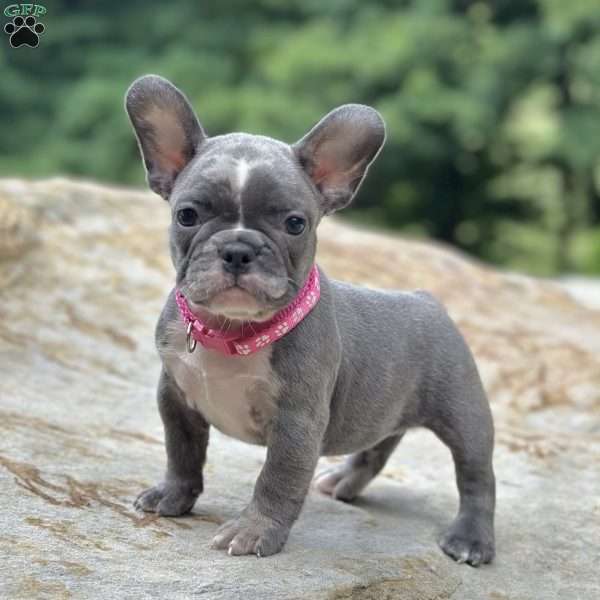 Tessa, French Bulldog Puppy
