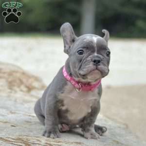 Tessa, French Bulldog Puppy