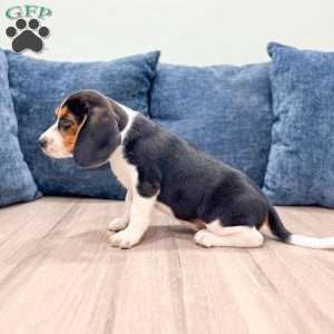 Duke, Beagle Puppy