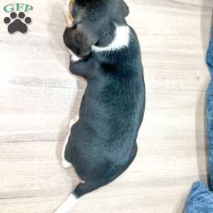 Duke, Beagle Puppy