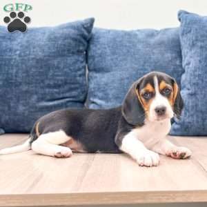 Duke, Beagle Puppy