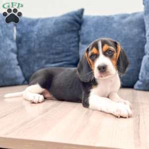 Duke, Beagle Puppy