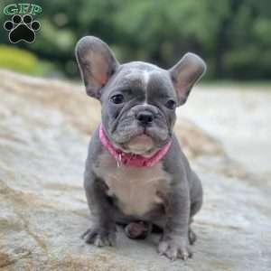 Tessa, French Bulldog Puppy