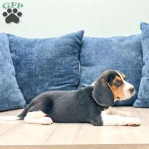 Duke, Beagle Puppy