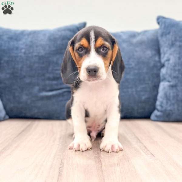 Duke, Beagle Puppy