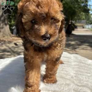 Tesla, Yorkie Poo Puppy
