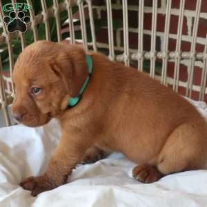 Sage, Fox Red Labrador Retriever Puppy