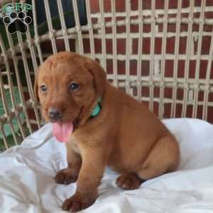 Sage, Fox Red Labrador Retriever Puppy
