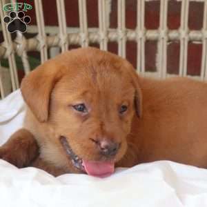 Sage, Fox Red Labrador Retriever Puppy