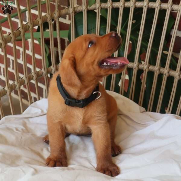Aspen, Fox Red Labrador Retriever Puppy