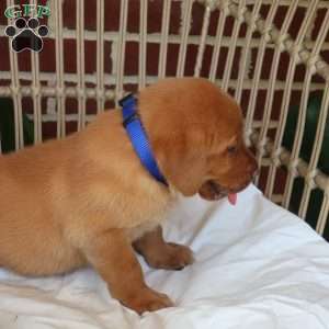 Sequoia, Fox Red Labrador Retriever Puppy