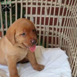 Sequoia, Fox Red Labrador Retriever Puppy