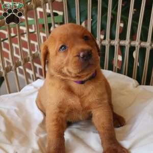 Willow, Fox Red Labrador Retriever Puppy