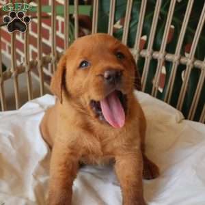 Willow, Fox Red Labrador Retriever Puppy