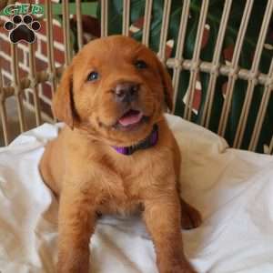 Willow, Fox Red Labrador Retriever Puppy