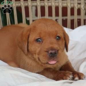 Willow, Fox Red Labrador Retriever Puppy