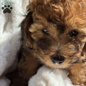 Tesla, Yorkie Poo Puppy
