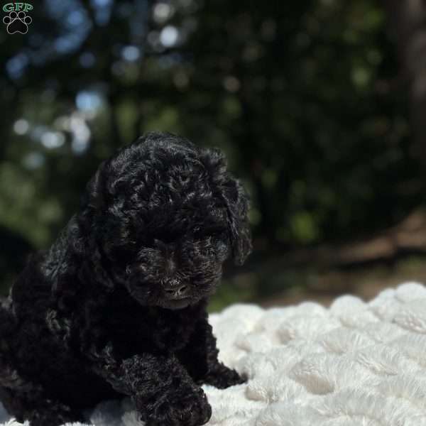Lada, Yorkie Poo Puppy