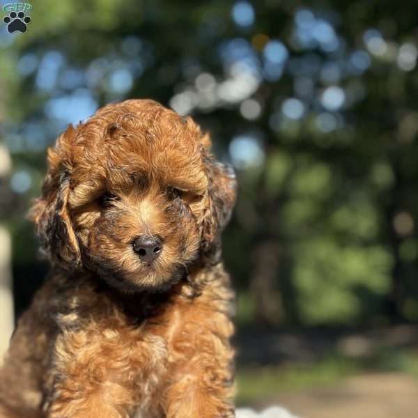 Tesla, Yorkie Poo Puppy