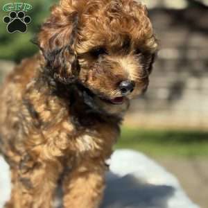 Tesla, Yorkie Poo Puppy