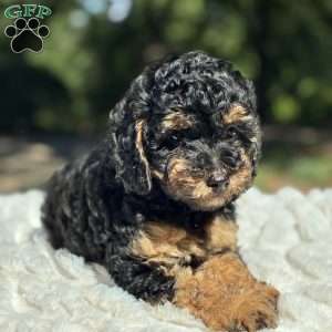 Lexi, Yorkie Poo Puppy