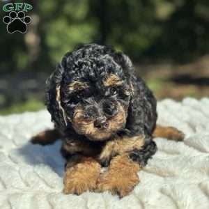 Lexi, Yorkie Poo Puppy