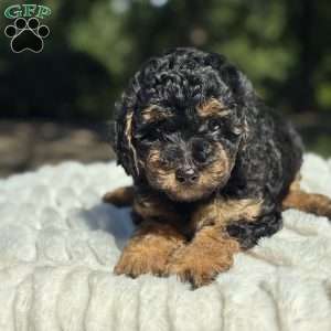Lexi, Yorkie Poo Puppy