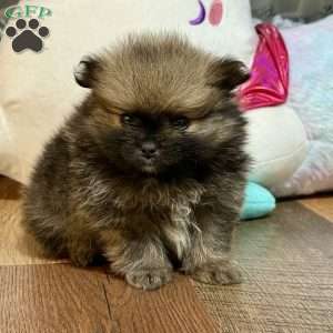 Pinecone, Pomeranian Puppy