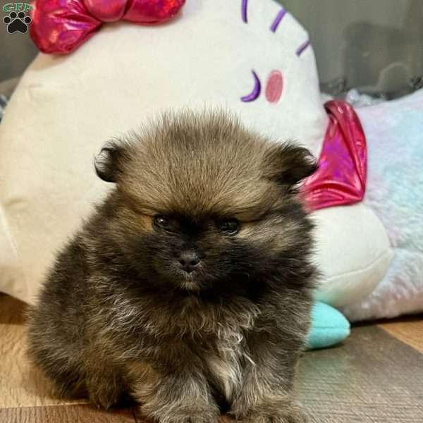Pinecone, Pomeranian Puppy