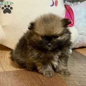 Pinecone, Pomeranian Puppy