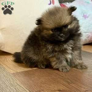 Pinecone, Pomeranian Puppy